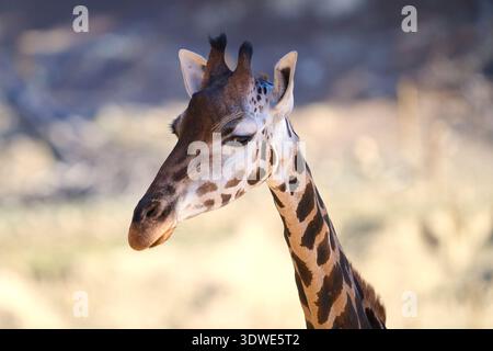 Eine Nahaufnahme einer Giraffe in einem Naturschutzgebiet mit ihrem charakteristischen gepunkteten Fell und ihrem langen Hals. Der sanfte Riese steht ruhig in seiner Natur Stockfoto