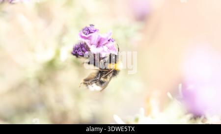 Soft-Focus-Makro einer Biene auf einer lila Blume Ein helles und traumhaftes Makrofoto einer Biene, die Nektar sammelt Stockfoto
