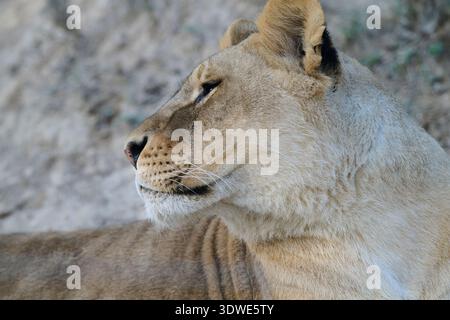 Eine Löwin blickt aufmerksam und zeigt ihr majestätisches Profil in einem Naturschutzgebiet. Ihr heiterer Ausdruck und ihre starke Haltung spiegeln das Wesen der Wil wider Stockfoto