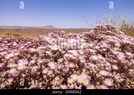 In der Wüstenlandschaft Namibias blühen lebendige Wildblumen und zeigen die Widerstandsfähigkeit der Natur. Vor dem Hintergrund von trockenem Land und blauem Himmel, fliegen diese Stockfoto