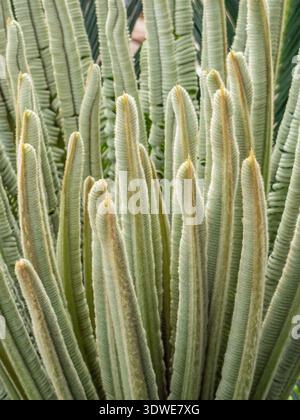 Detaillierte Nahaufnahme junger, ungerollter Blätter der Cycas revoluta, bekannt als Sagopalme. Das Bild hebt die weiche Textur und den leuchtenden grünen Farbton hervor Stockfoto