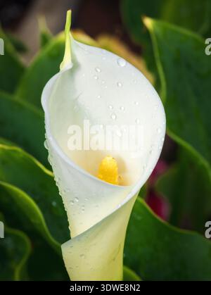 Weiße Calla-Lilienblüte mit Wassertropfen Nahaufnahme Makrofoto Stockfoto