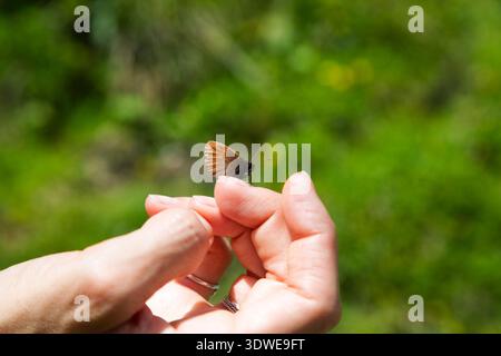 Eine Nahaufnahme Einer Hand, die Einen Schmetterling sanft vor Einem üppigen grünen Hintergrund hält. Stockfoto
