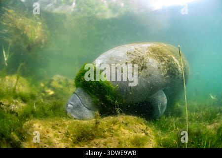 Eine Seekühe weidet friedlich auf der üppigen Unterwasservegetation im klaren Wasser des Crystal River, Florida, und zeigt die ruhige Schönheit ihrer Natur Stockfoto