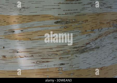 Silber-Birkenrinde Stockfoto
