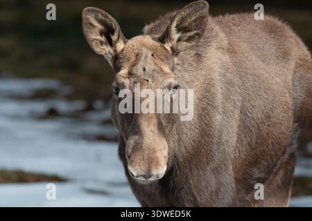 Nahaufnahme von Kuhelchen (Alces alces) im Nationalpark Bayerischer Wald, Bayerischer Wald, Bayern Stockfoto