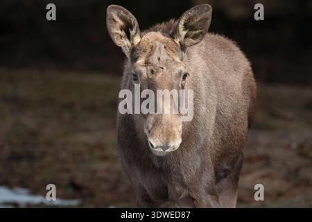 Nahaufnahme von Kuhelchen (Alces alces) im Nationalpark Bayerischer Wald, Bayerischer Wald, Bayern Stockfoto