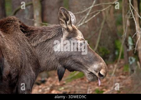 Nahaufnahme von Kuhelchen (Alces alces) im Nationalpark Bayerischer Wald, Bayerischer Wald, Bayern Stockfoto