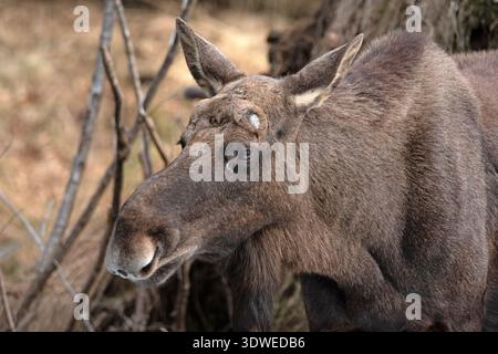 Nahaufnahme von Bullenelchen (Alces alces) mit gefallenen Geweihen im Nationalpark Bayerischer Wald, Bayern, Deutschland Stockfoto