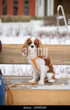 Ein Kavalier-König Charles Spaniel mit Kastanienmantel und weißem Mantel sitzt ruhig auf einer mit Schnee bedeckten Holzbank, mit einem orangen Harness. Der Hintergrund Stockfoto