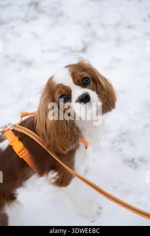 Ein Kavalier King Charles Spaniel macht einen Winterspaziergang mit einem leuchtend orangefarbenen Gurtzeug. Das weiche Fell und die ausdrucksstarken Augen des Hundes betonen seinen verspielten ch Stockfoto