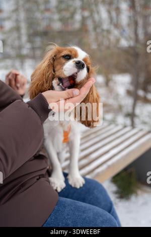 Eine Frau genießt einen Wintertag mit ihrem Kavalier King Charles Spaniel, der auf einer verschneiten Bank sitzt. Der kleine Hund interagiert spielerisch und fängt den Krieg ein Stockfoto
