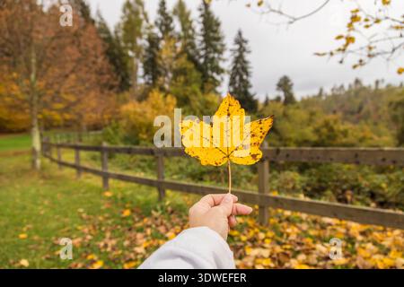 Eine Person hält ein leuchtendes gelbes Herbstblatt vor dem Hintergrund eines ruhigen Waldes. Die Szene fängt das Wesen des Übergangs der Natur ein und beschwört es Stockfoto