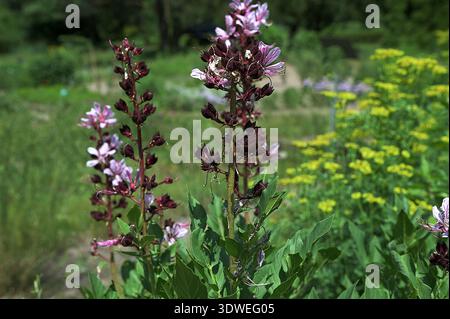 Brennender Busch, Dittany, Gasanlage oder Fraxinella (Dictamnus albus) blüht mit fünfblättrigen Blüten von blassviolett bis weiß mit Lon Stockfoto