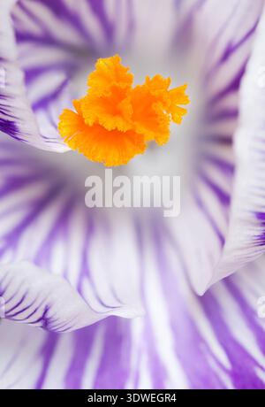 Makrobild eines Krokus mit selektivem Fokus zur Betonung des Pistils Stockfoto
