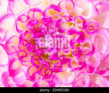 Makroaufnahme einer Dahlienblüte im Sommer Stockfoto