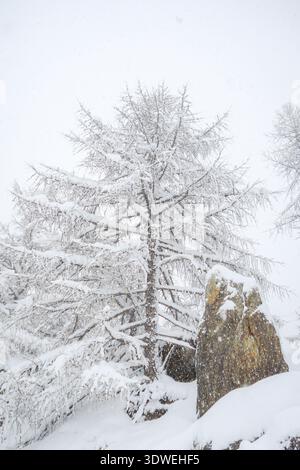 Eine ruhige Winterszene in den Alpen mit schneebedeckten Bäumen und Felsformationen. Die beschauliche Landschaft unterstreicht die komplizierten Texturen des Freshls Stockfoto
