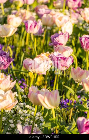 Farbenfrohe Tulpen in voller Blüte im warmen Sonnenlicht. Die leuchtenden Rosa- und Violetttöne der Blüten erwecken ein Gefühl der Schönheit des Frühlings Stockfoto
