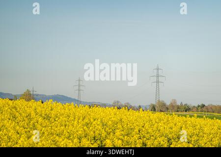 Eine ruhige Landschaft mit leuchtenden gelben Rapsfeldern unter einem klaren blauen Himmel in der Schweiz, mit Stromleitungen, die sich durch die Szene schlängeln, Embodyi Stockfoto