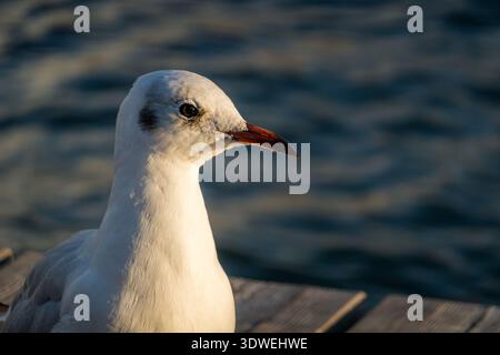 Eine Nahaufnahme einer Möwe in Genf, die die friedliche abendliche Atmosphäre mit sanftem Licht einfängt, das sich auf der plätschernden Oberfläche des Sees reflektiert. Stockfoto