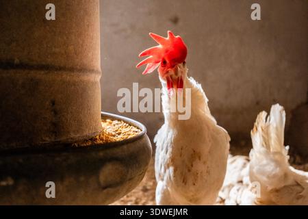 Ein weißes Huhn mit einem hellroten Kamm steht neugierig neben einem Metallfutterhäuschen in einer schwach beleuchteten Scheune und sorgt für eine warme Bauernatmosphäre. Stockfoto