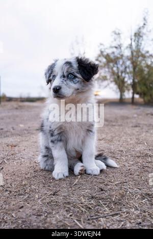 Ein flauschiger Border Collie Welpe mit auffälligen blauen Augen sitzt auf einem trockenen, grasbewachsenen Feldfeld. Bäume sind im Hintergrund unscharf und heben das c des Hündchens hervor Stockfoto