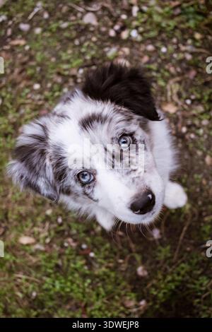 Ein kleiner, entzückender Border Collie Welpe mit wunderschönen blauen Augen steht auf üppigem grünem Gras, umgeben von Herbstblättern, die das Wesen des Cuten verkörpern Stockfoto