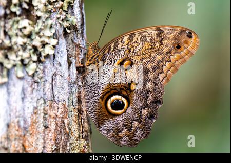 SANTA ELENA, PROVINZ SAN JOSÉ, COSTA RICA: Ein blauer Morpho-Schmetterling (Morpho peleides) auf einem Baum im Regenwald in der Nähe von Santa Elena, Costa Rica. Stockfoto