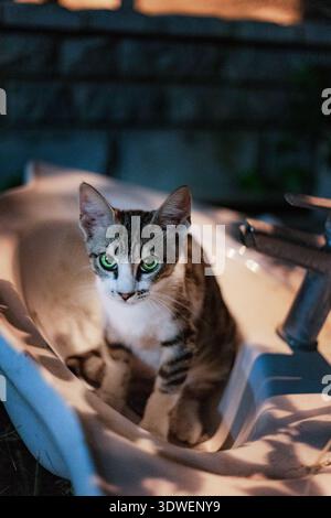 Eine neugierige Katze mit auffälligen grünen Augen sitzt spielerisch in einem Waschbecken im Freien, umgeben von der ruhigen Atmosphäre eines Gartens während der Nacht, und genießt das Stockfoto