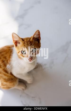 Eine neugierige Katze mit auffälligen Augen blickt aufmerksam in die Kamera, die auf einer sonnendurchfluteten Marmoroberfläche sitzt. Sein Fell leuchtet im weichen Licht und schafft eine ruhige Atmosphäre Stockfoto