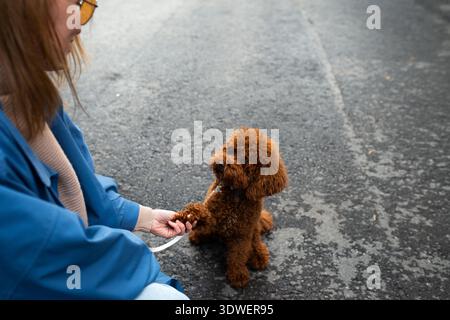 Eine Frau in einer blauen Jacke hält liebevoll die Pfote ihres braunen Pudels, während sie auf einer ruhigen Straße sitzt. Die Szene fängt einen zärtlichen Moment der Gemeinschaft und ein Stockfoto