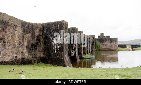 Zwei Enten und eine Gänsehaut ruhen in der Nähe der alten Mauern von Caerphilly Castle, Wales. Der Burggraben spiegelt seine historische Architektur auf einer bewölkten Fläche wider Stockfoto