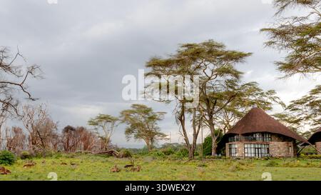 Antilopen grasen friedlich auf einem üppigen Feld in Kenia, in der Nähe eines rustikalen Landhauses. Hohe Akazienbäume umrahmen die ruhige Umgebung unter einem bewölkten Himmel Stockfoto
