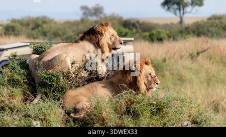 Zwei majestätische Löwen ruhen zwischen den Savannengräsern von Maasai Mara, Kenia, mit einem Safari-Fahrzeug im Hintergrund, das die wilde Schönheit von Afri unterstreicht Stockfoto