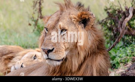 Zwei junge Löwen ruhen unter einem Baum im Maasai Mara, Kenia, und genießen den kühlen Schatten inmitten der riesigen Savanne. Ein ruhiger Moment auf einem abenteuerlichen AFR Stockfoto