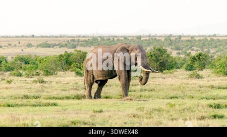 Ein majestätischer Elefant streift durch die weitläufigen Graslandschaften des Ol Pejeta Conservancy in Kenia. Dieses Naturschutzgebiet ist bekannt für seine Hingabe an Wildtiere Stockfoto