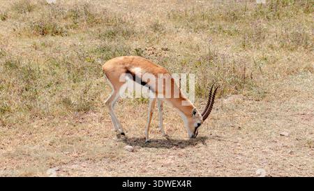Eine anmutige Thomson’s Gazelle grast auf der sonnendurchfluteten Savanne im Ngorongoro-Krater Tansanias und zeigt die vielfältige Tierwelt und die atemberaubende Landschaft Stockfoto