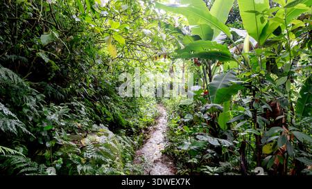 Ein üppiger, grüner Pfad führt durch dichte tropische Vegetation auf der Route von Materuni Stadt zum malerischen Materuni Wasserfall, der eine lebhafte nat bietet Stockfoto