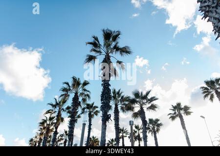 Ein flacher Blick auf zahlreiche Palmen vor einem leuchtend blauen Himmel mit flauschigen weißen Wolken, was auf einen warmen, sonnigen Tag hindeutet Stockfoto