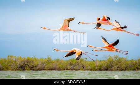 Eine lebendige Schar amerikanischer Flamingos fliegt anmutig über einem ruhigen Gewässer und zeigt ihre Schönheit und Eleganz in einem natürlichen Lebensraum. Stockfoto