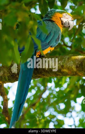 Ein atemberaubender blau-gelber Ara sitzt anmutig auf einem Baumzweig, umgeben von üppig grünen Blättern in Casanare, Kolumbien. Die lebendigen Farben kommen ins Spiel Stockfoto