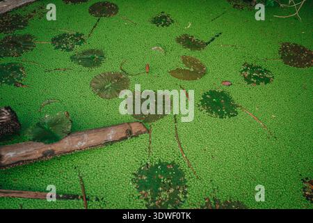 Ruhiges Bild von grünen Lilienpads, die sanft auf einem lebhaften Teich mit Entenweed in Nha Trang, Provinz Khanh Hoa, Vietnam, schweben. Holzstämme fügen rustikale c Stockfoto