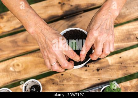 Eine Frau mittleren Alters pflanzt ein afrikanisches Veilchen in einen neuen Topf um. Ihre Hände handhaben den Boden und die Zimmerpflanze auf einem Holztisch im Freien, Showcas Stockfoto