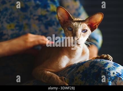 Eine Frau sitzt bequem zu Hause, während ihre Sphynx-Katze auf ihrem Schoß liegt. Das Ambiente strahlt Wärme und Mitgefühl aus und fängt die Verbindung zwischen Haustier A ein Stockfoto