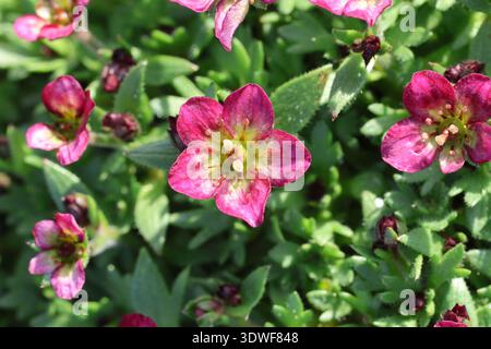 Saxifraga Alpino Pink ('Saxz0012'PBR) (x  arendsii ). Einzelaufnahme einer rosa und gelben Saxofon-Blume. Stockfoto