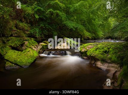 Langzeitbelichtung eines kleinen Wasserfalls in Rosslyn Glen, in der Nähe von Edinburgh, Schottland, umgeben von moosigen Felsen und üppigen grünen Bäumen und Vegetation Stockfoto