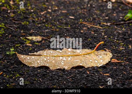 Ein großes Blatt liegt auf dunklem, feuchtem Boden in einem friedlichen Wald. Die Regentropfen sind über die Oberfläche verteilt und spiegeln die Ruhe der Umgebung wider Stockfoto
