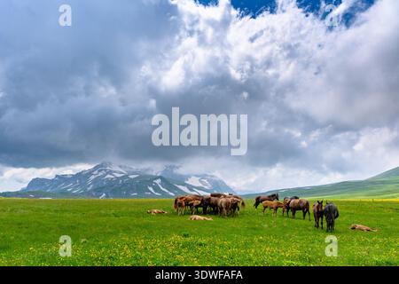 Pferde in den Alpenbergen. Wunderschöne Landschaft mit Bergen, grünen Wiesen im Frühling. Stockfoto