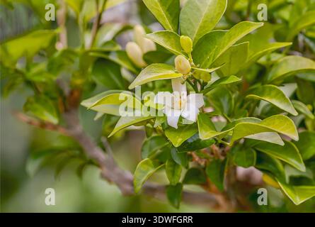Nahaufnahme von indischem Jasmin (Murraya paniculata) mit weißer duftender Blüte und glänzend grünen Blättern, tropische Zierpflanze Stockfoto