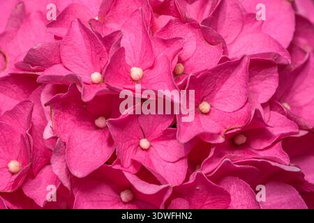 Nahaufnahme rosa Hortensie Blumen, Flora Hintergrund Stockfoto